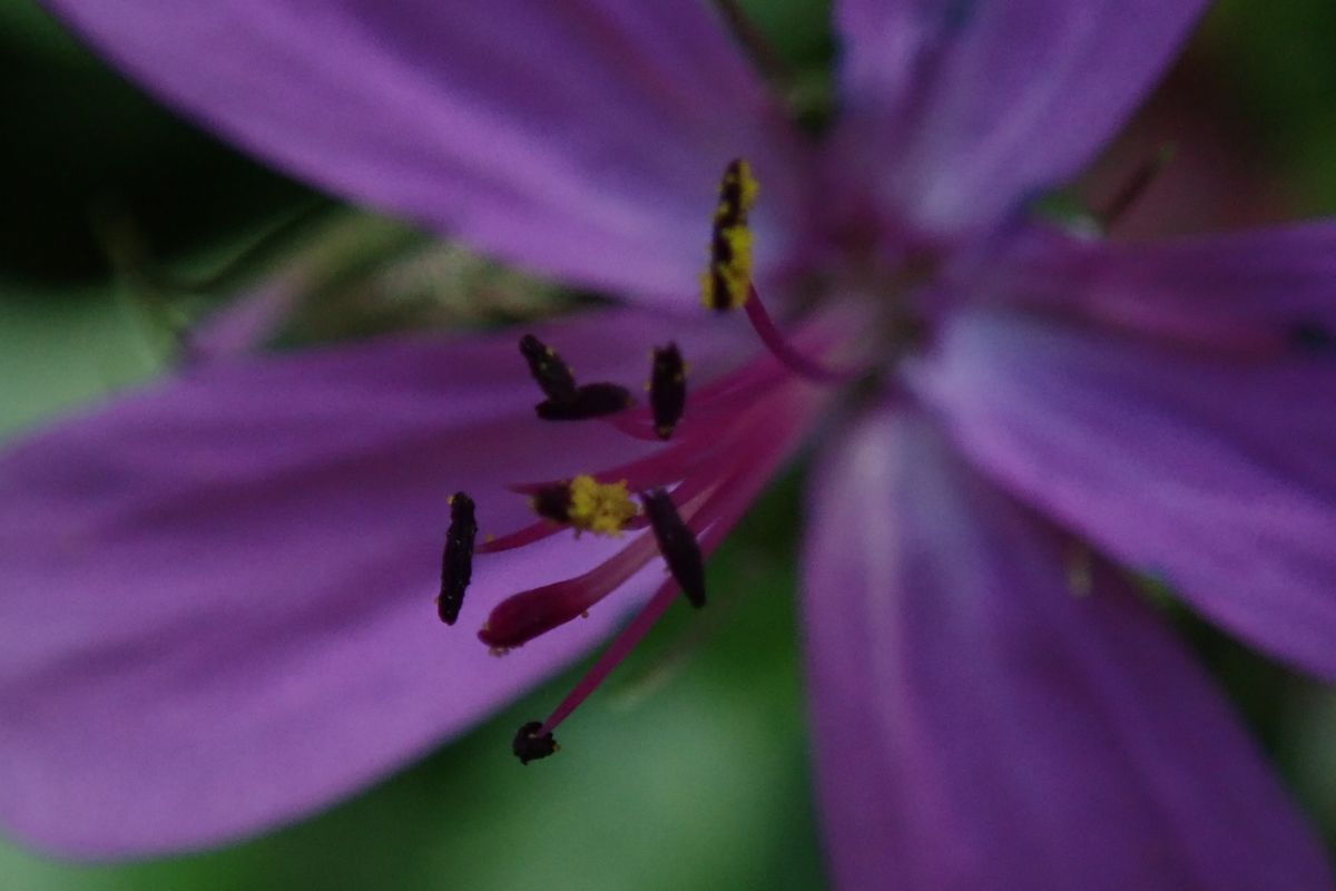Fiore viola con stami gialli e petali che si estendono a Tenerife.