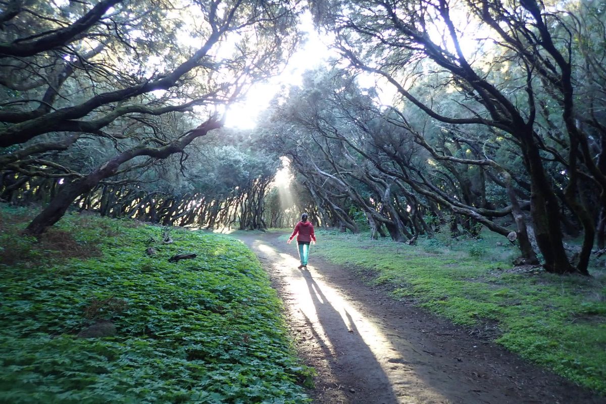 Persona che cammina tra gli alberi su un sentiero nel Parco Rurale di Anaga, Tenerife.