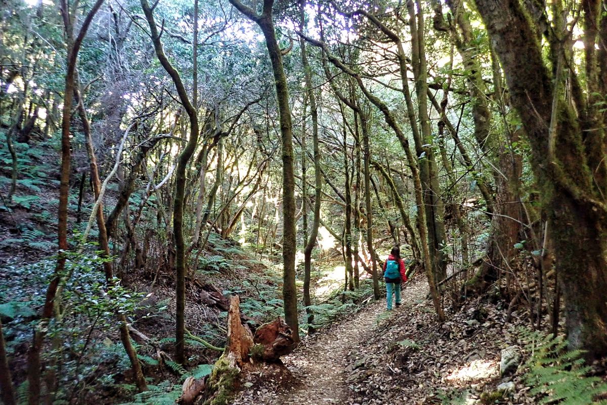 Persona che cammina sul sentiero della foresta di Anaga, Tenerife.