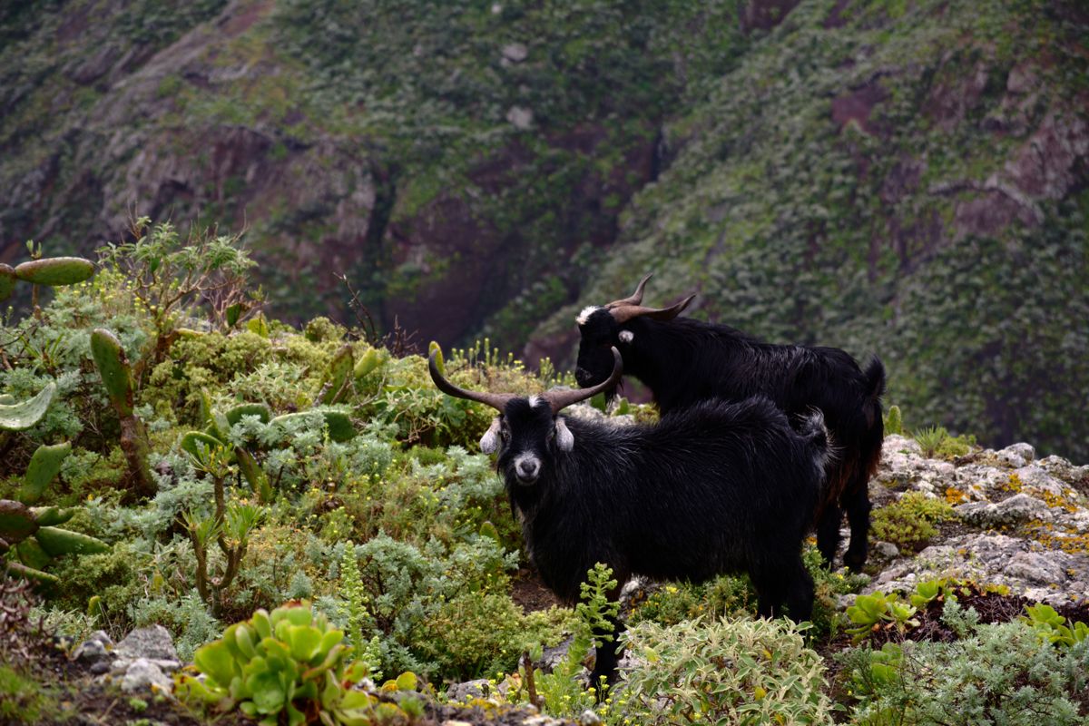 Capre in un paesaggio montuoso di Tenerife con vegetazione verde.