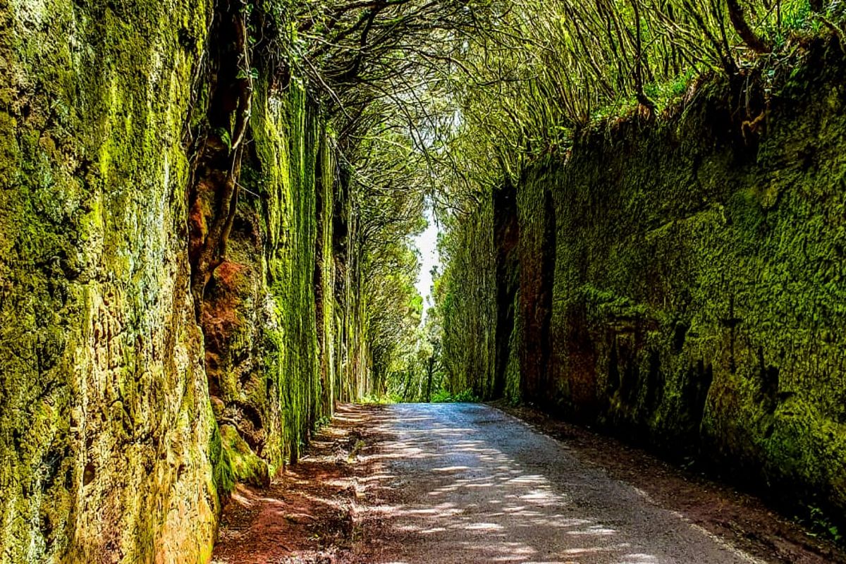 Sentiero fiancheggiato da pareti rocciose coperte di vegetazione a Tenerife.