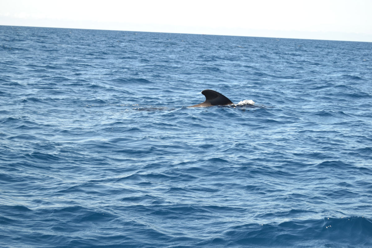 Pinna di globodona che emerge dall'acqua al largo della costa di Tenerife.