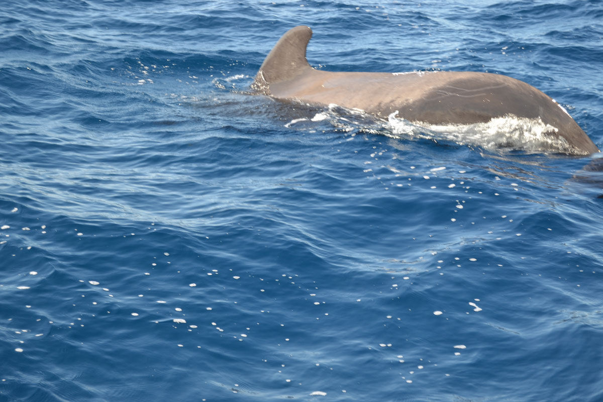 Globodona nuota nell'acqua al largo della costa di Tenerife.