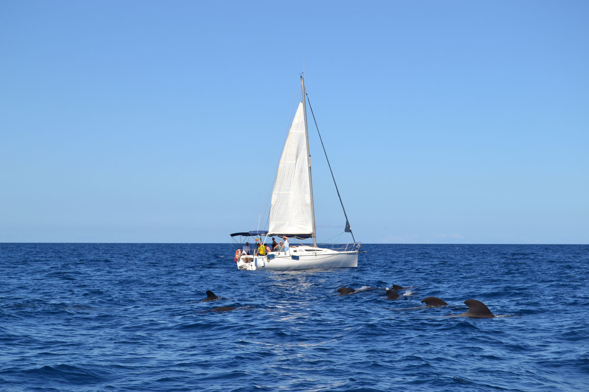 Barca a vela e delfini in mare vicino a Tenerife.