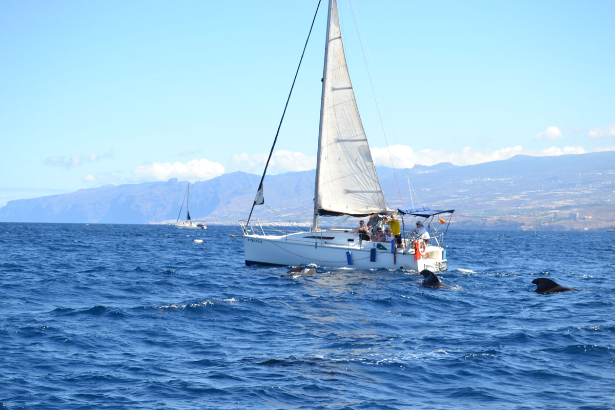 Vela in barca a vela con delfini vicino alla costa di Tenerife.