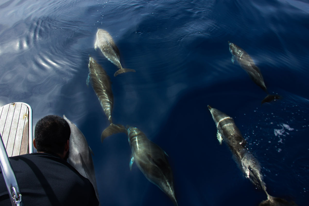 Delfini che nuotano vicino a una barca nel mare di Tenerife.