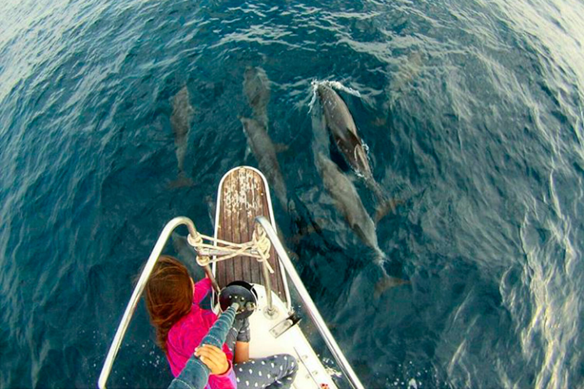 Persona che osserva i delfini da una barca nelle acque di Tenerife.