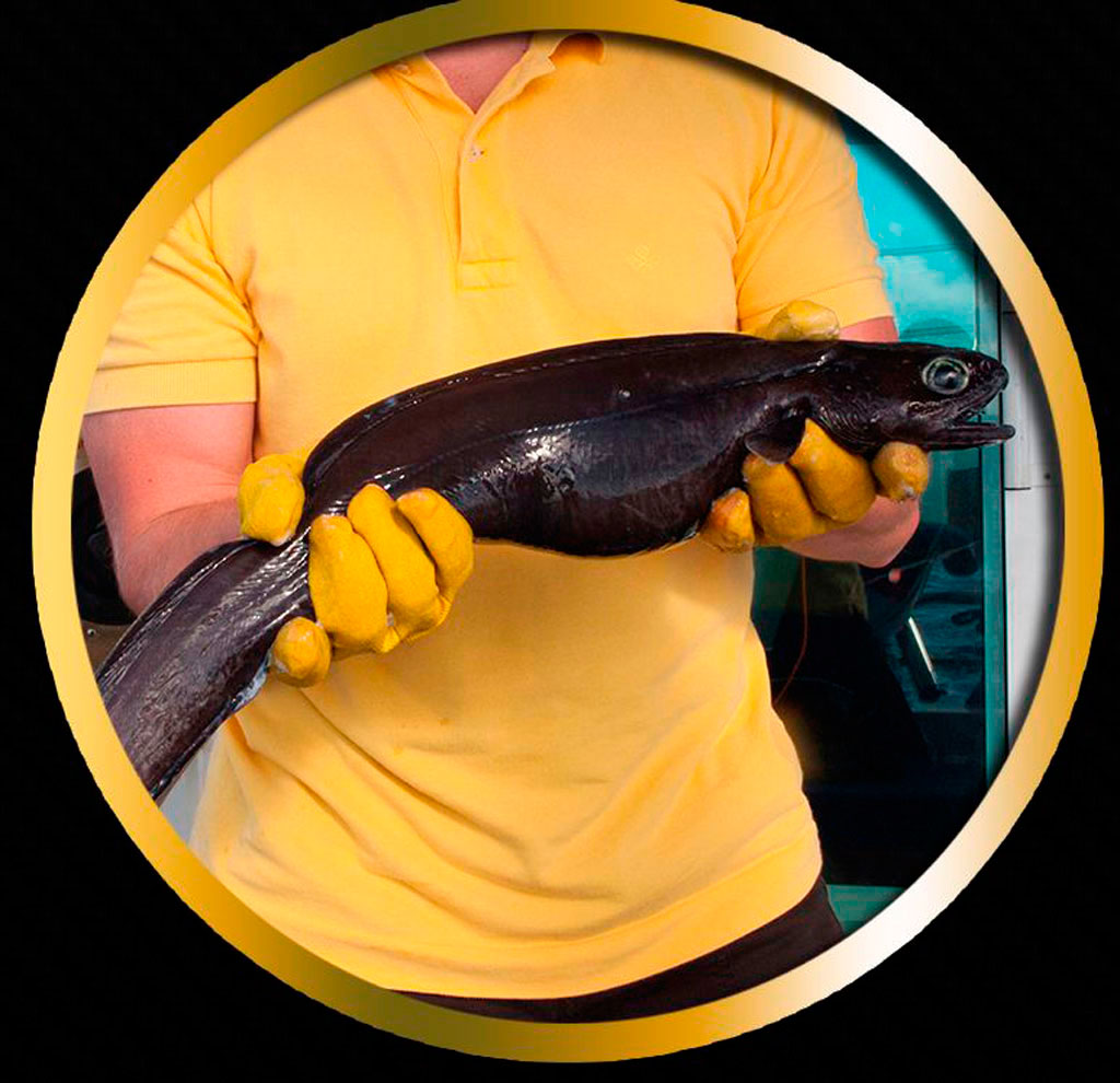 Persona che tiene un grosso pesce nero con guanti gialli a Tenerife.