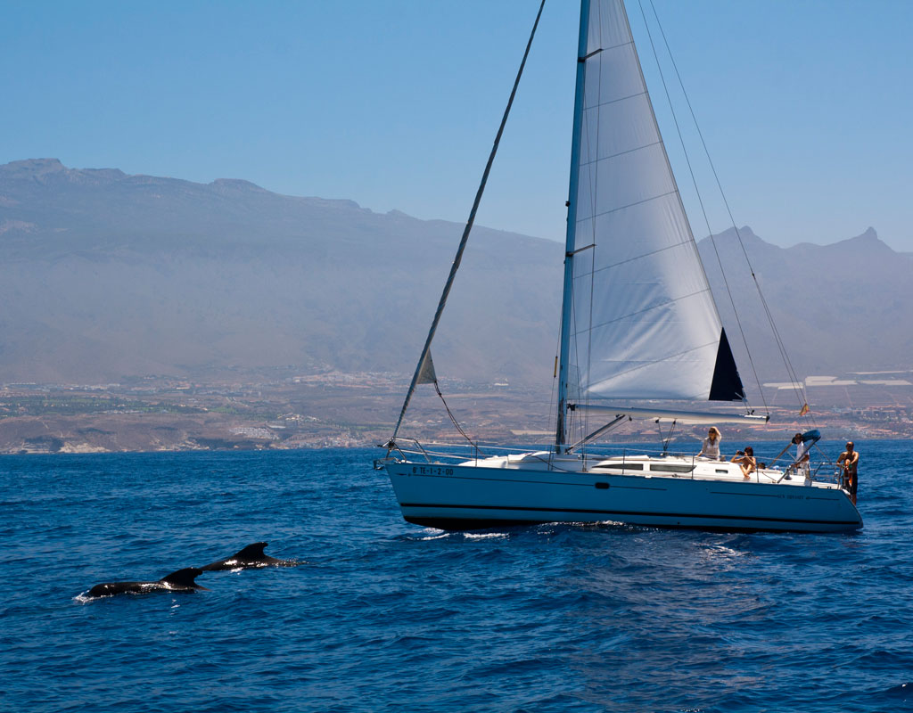 Barca a vela che naviga accanto ai delfini sulla costa di Tenerife.