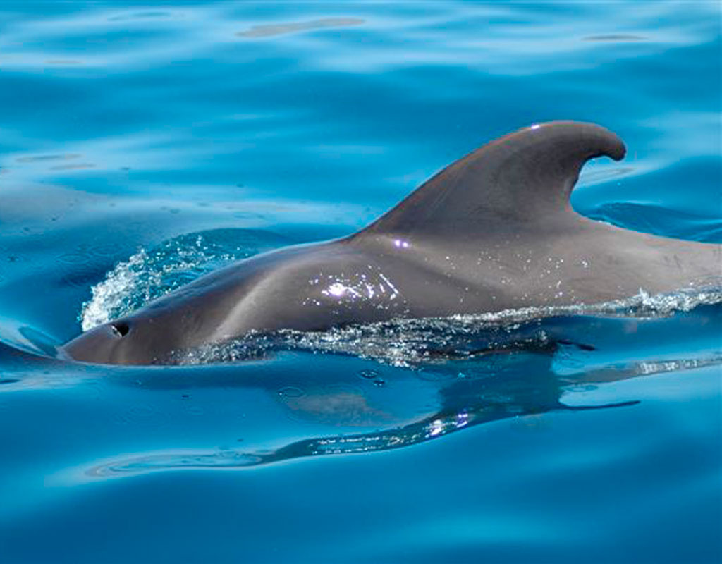 Delfino che nuota in acque azzurre vicino a Tenerife.