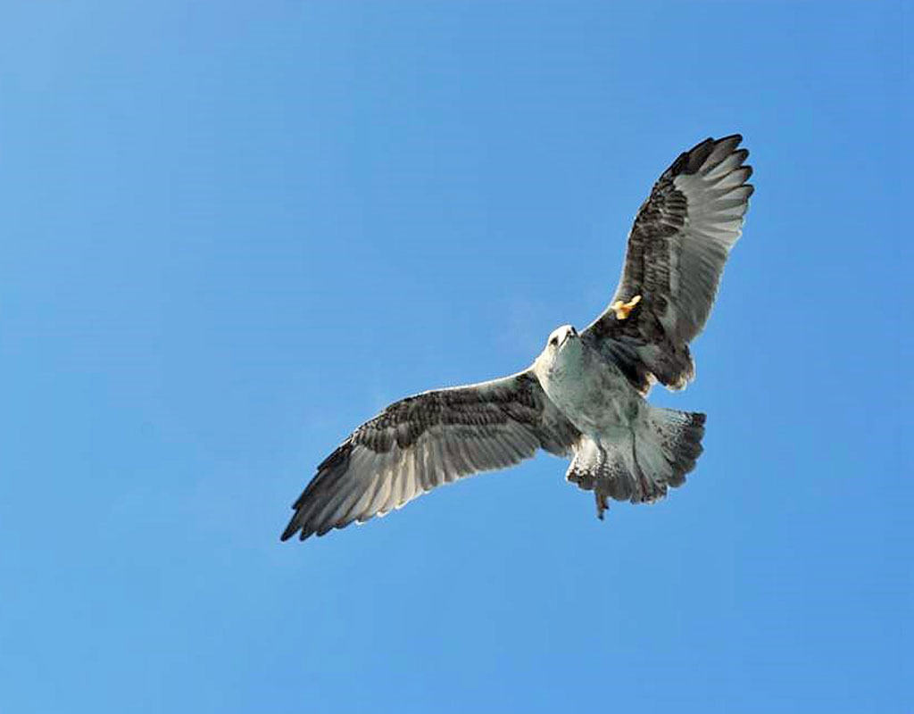 Uccello che vola nel cielo azzurro a Tenerife.