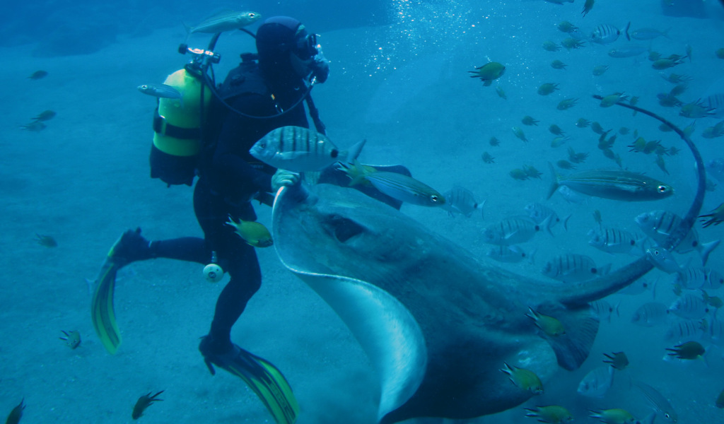 Subacqueo con manta circondata da pesci all'Acquario di Tenerife.