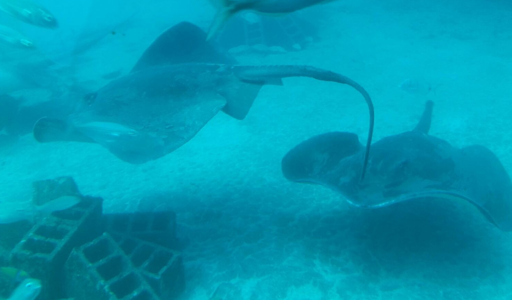 Le razze manta nuotano nell'acquario di Tenerife.