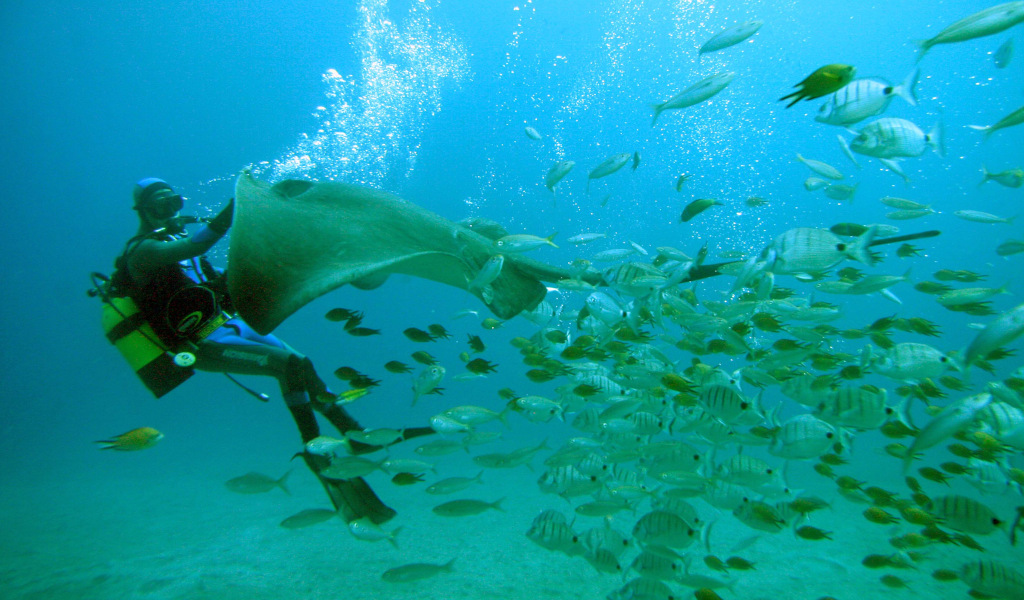 Subacqueo con manta e pesci che nuotano nelle acque di Tenerife.