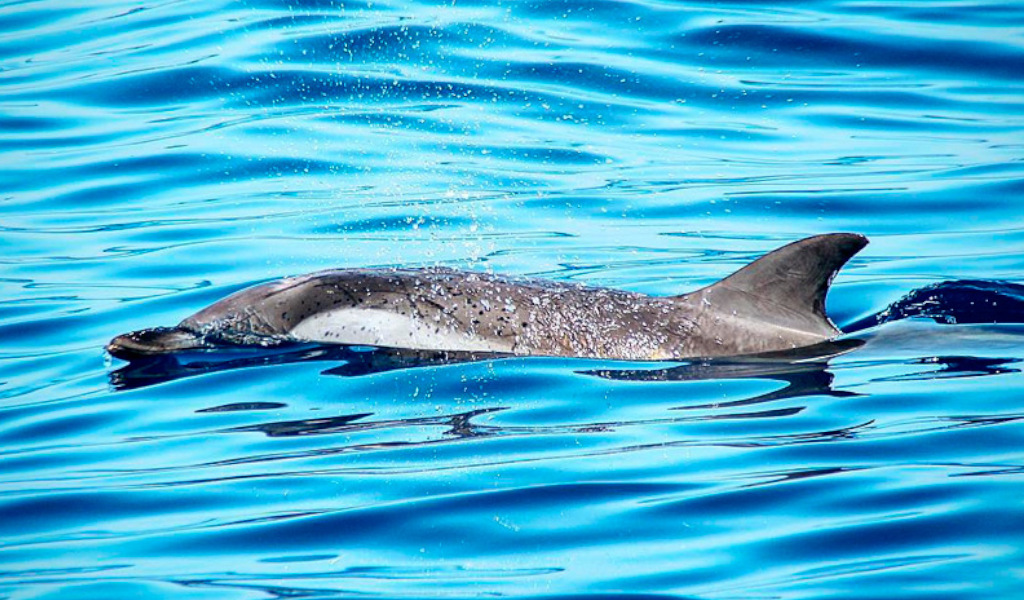 Delfino che nuota nelle acque di Tenerife.