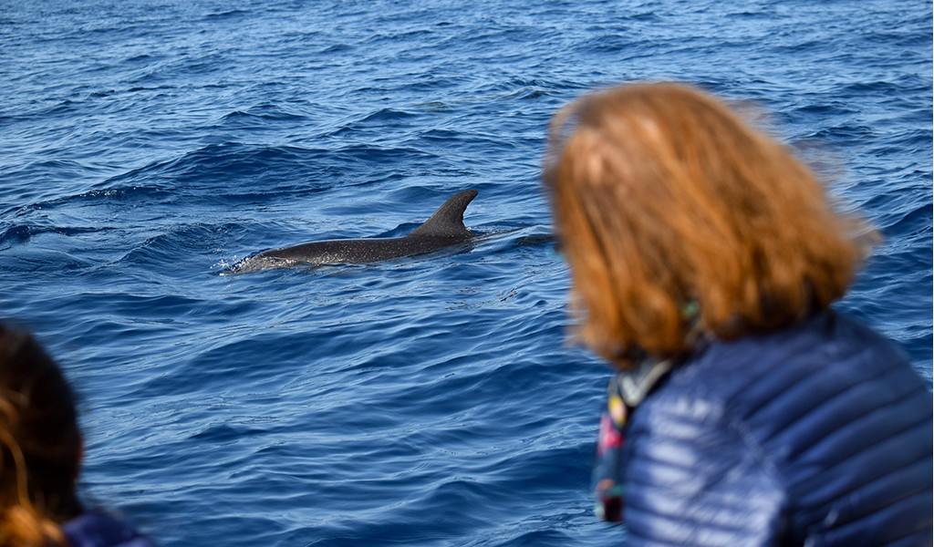 Persona che osserva delfini accanto a una barca vicino alla costa di Tenerife.