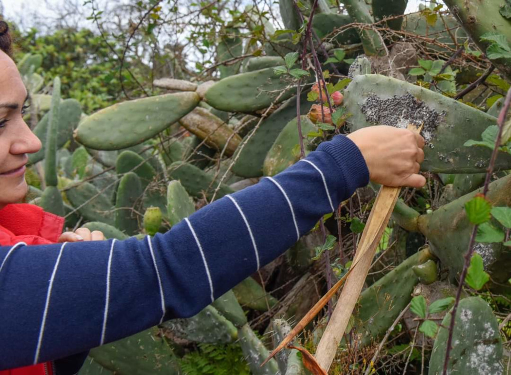 Persona che raccoglie la cocciniglia da un cactus a Garachico, Tenerife.