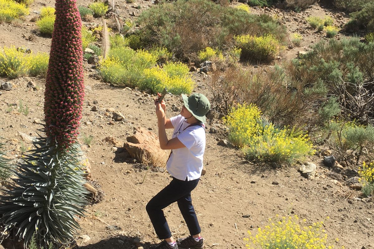 Persona che fotografa una tajinaste rossa sul Monte Teide, Tenerife.