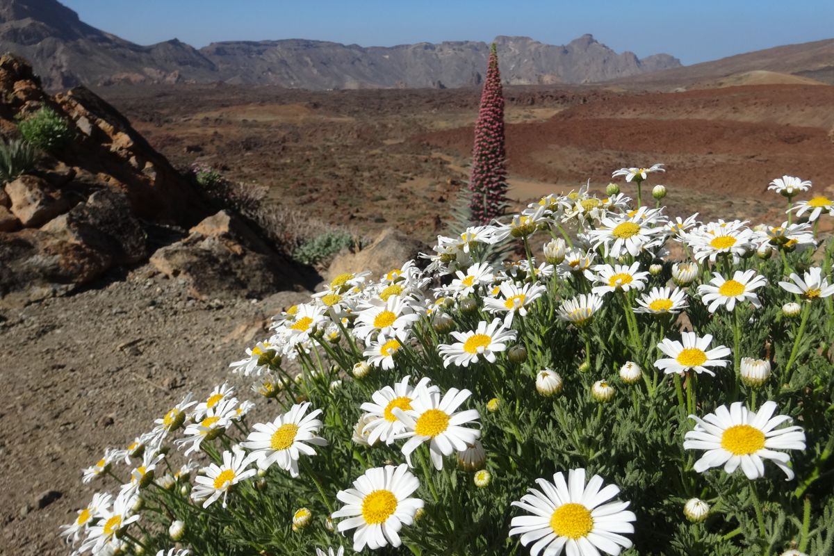 Fiori e paesaggio vulcanico nel Parco Nazionale del Teide, Tenerife.