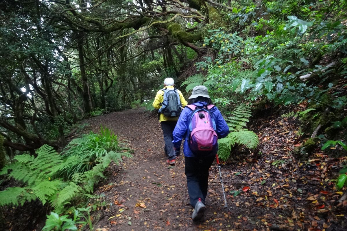 Sentiero nella foresta con due escursionisti ad Anaga, Tenerife.