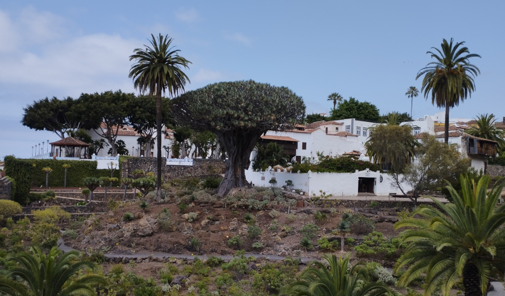 Drago millenario circondato da palme e case a Icod de los Vinos, Tenerife.