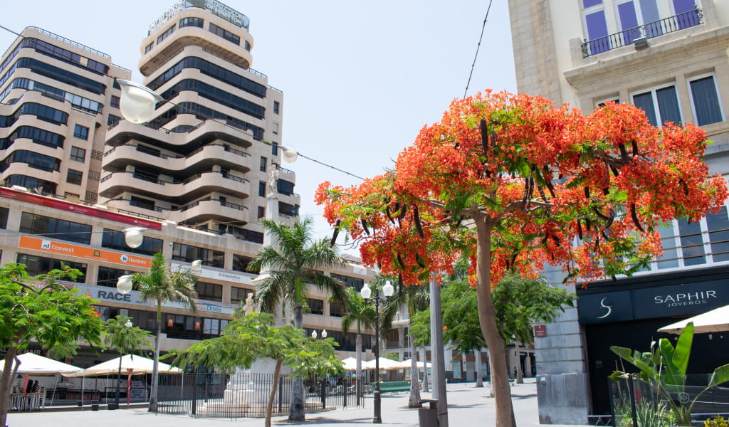 Albero con fiori rossi in una piazza a Santa Cruz de Tenerife.