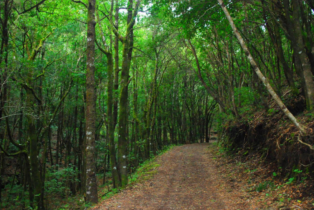 Sentiero circondato da alberi verdi nella foresta di Anaga, Tenerife.