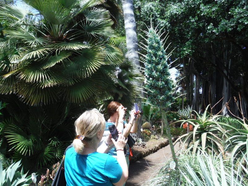 Persone che fotografano una pianta esotica in un giardino a Tenerife.