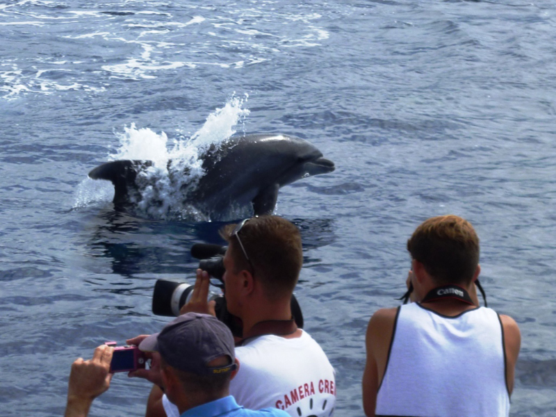 Salto tra i delfini mentre le persone scattano foto nelle acque di Tenerife.