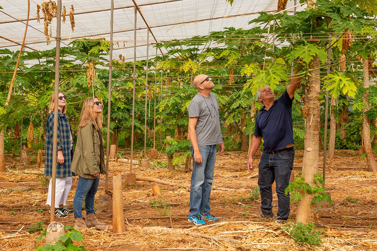 Le persone osservano papaya in una serra a Tenerife.