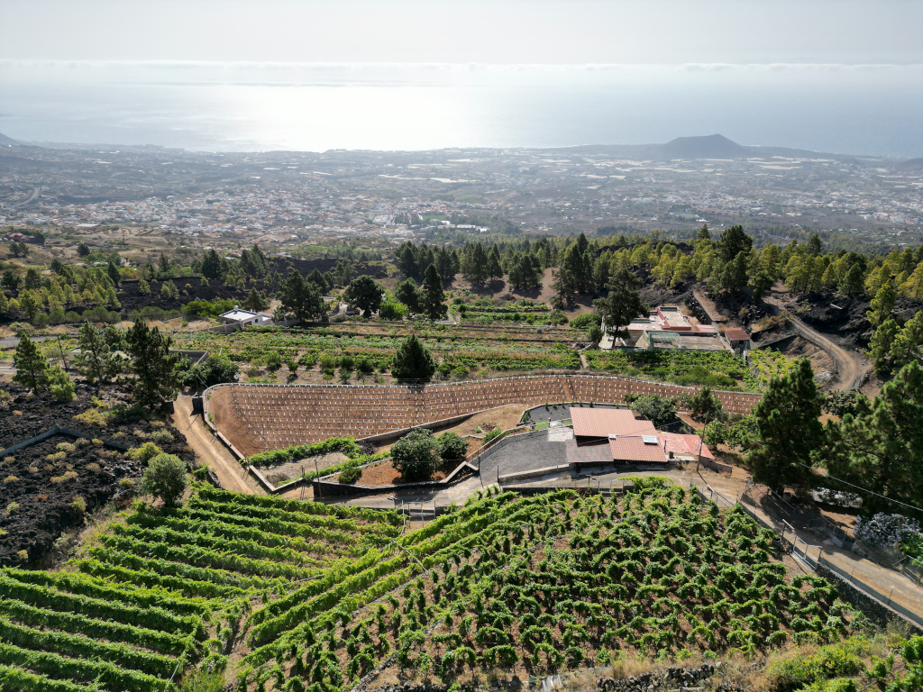 Vista aerea dei vigneti a La Palma, Tenerife, con l'oceano sullo sfondo.
