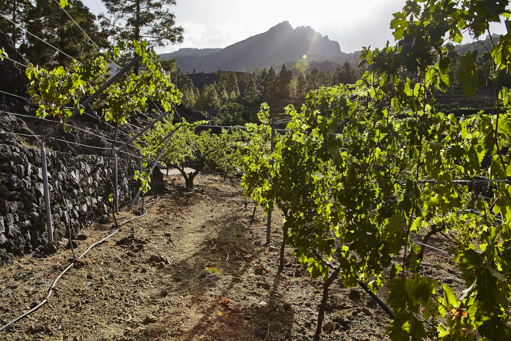 Vigneto con montagne sullo sfondo a Tenerife al tramonto.