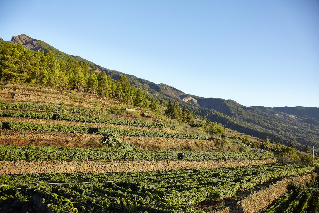 Vigneti terrazzati con montagne sullo sfondo a Tenerife.