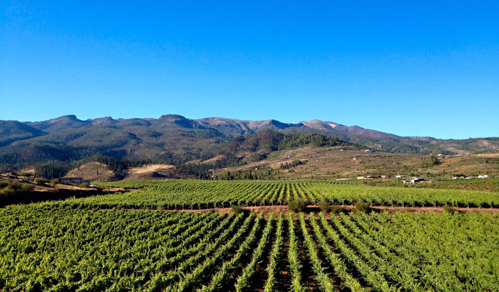 Vigneti con montagne sullo sfondo sotto un cielo limpido a Tenerife.