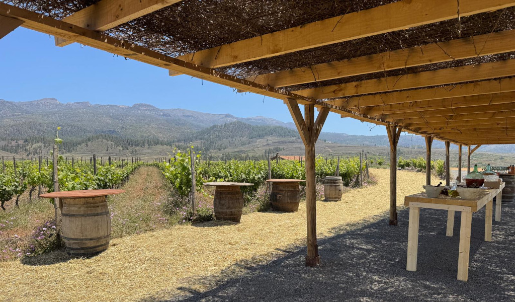 Vigneto a Tenerife con tavoli e botti sotto pergolata di legno.