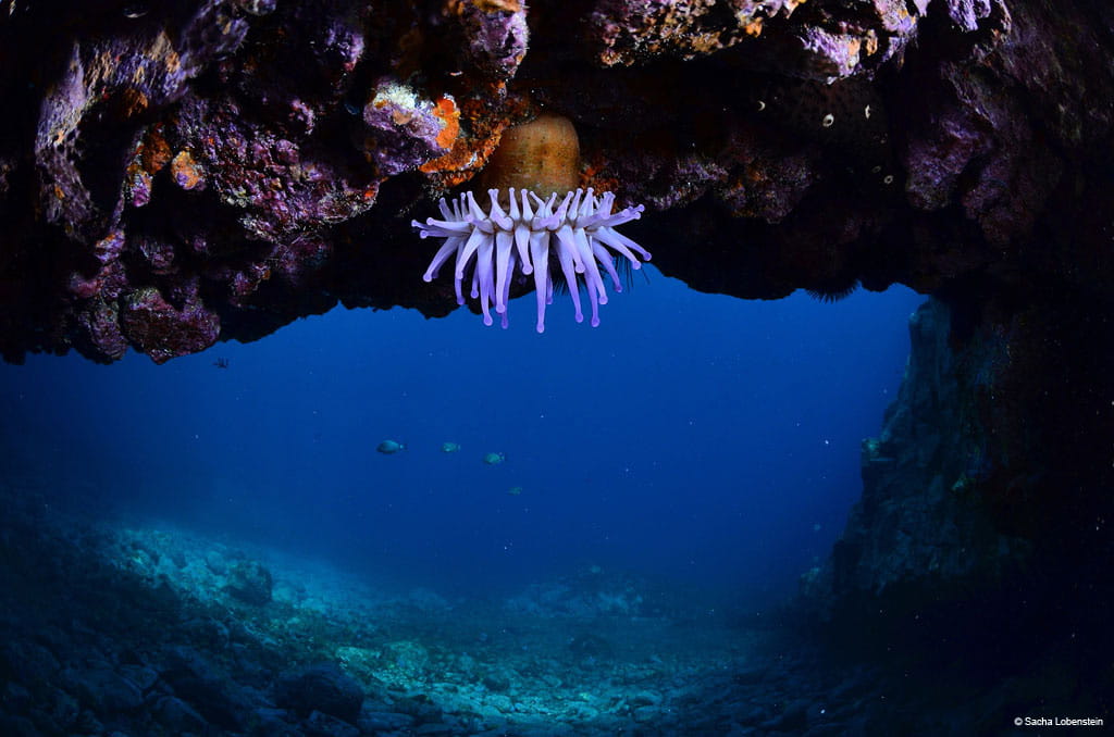Anemone bianco sotto una grotta subacquea a Tenerife.