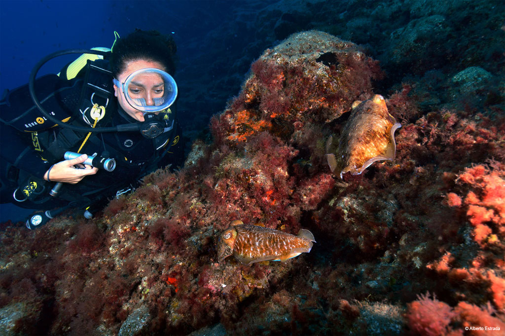 Subacqueo che osserva seppie sul fondale marino di Tenerife.
