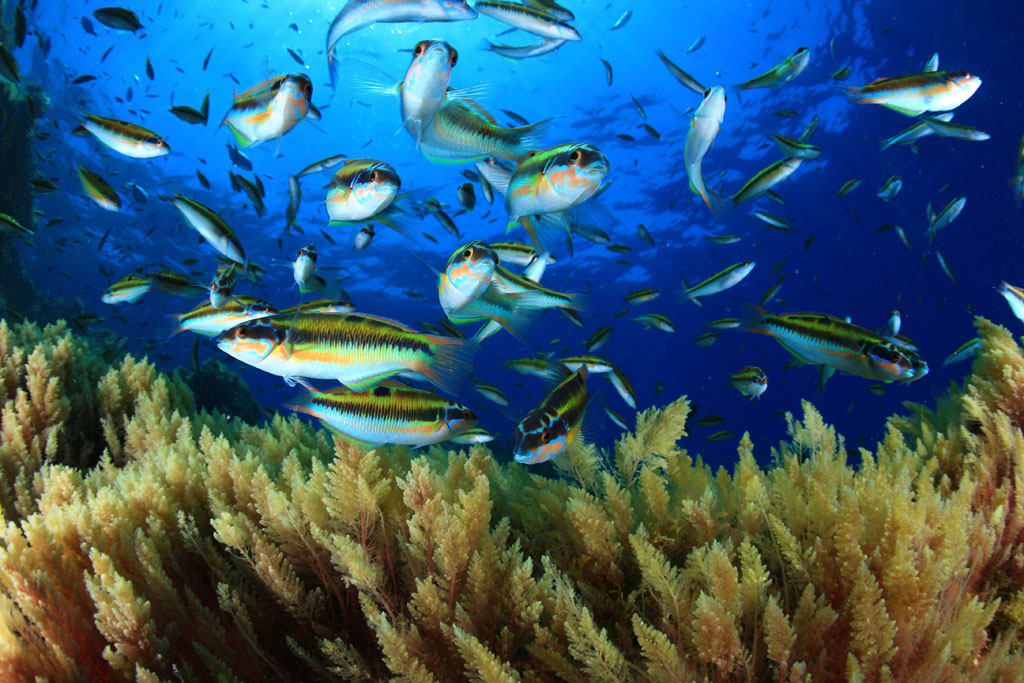 Pesci che nuotano sopra una barriera corallina nel mare di Tenerife.