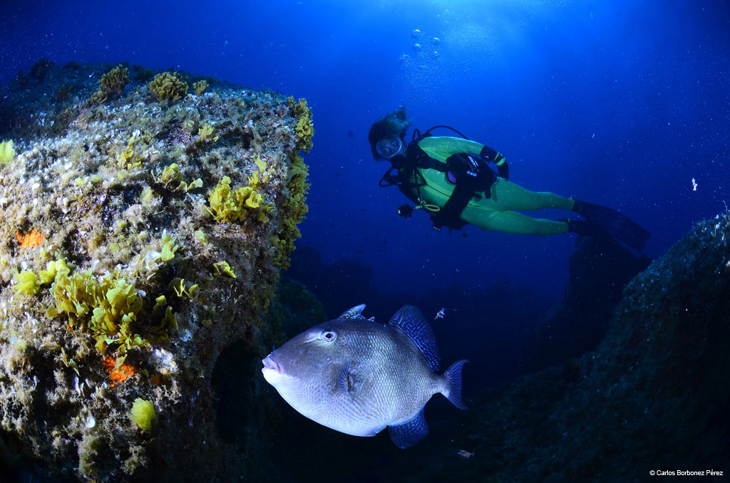 Subacqueo accanto a un pesce vicino a una barriera corallina nelle acque di Tenerife.