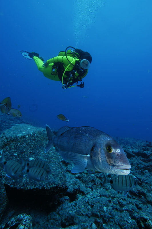 Snorkelista accanto a pescare nell'oceano vicino a Tenerife.