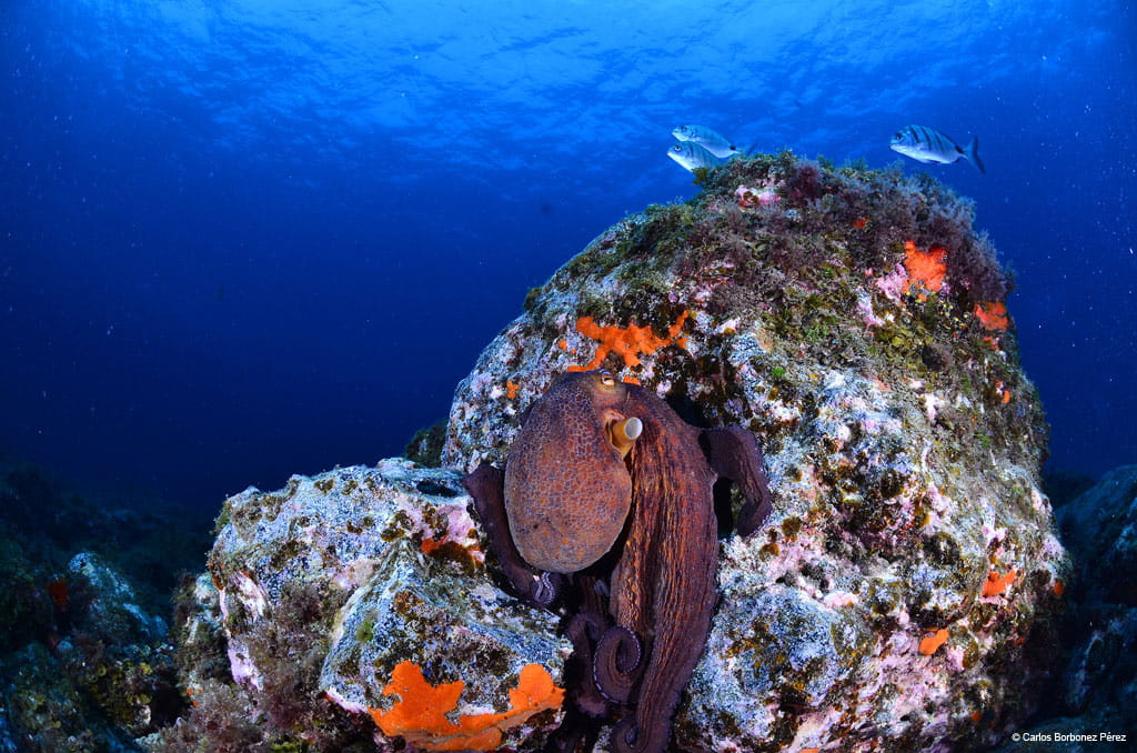 Polpo su un fondo roccioso subacqueo a Tenerife, accompagnato da due pesci che nuotano.