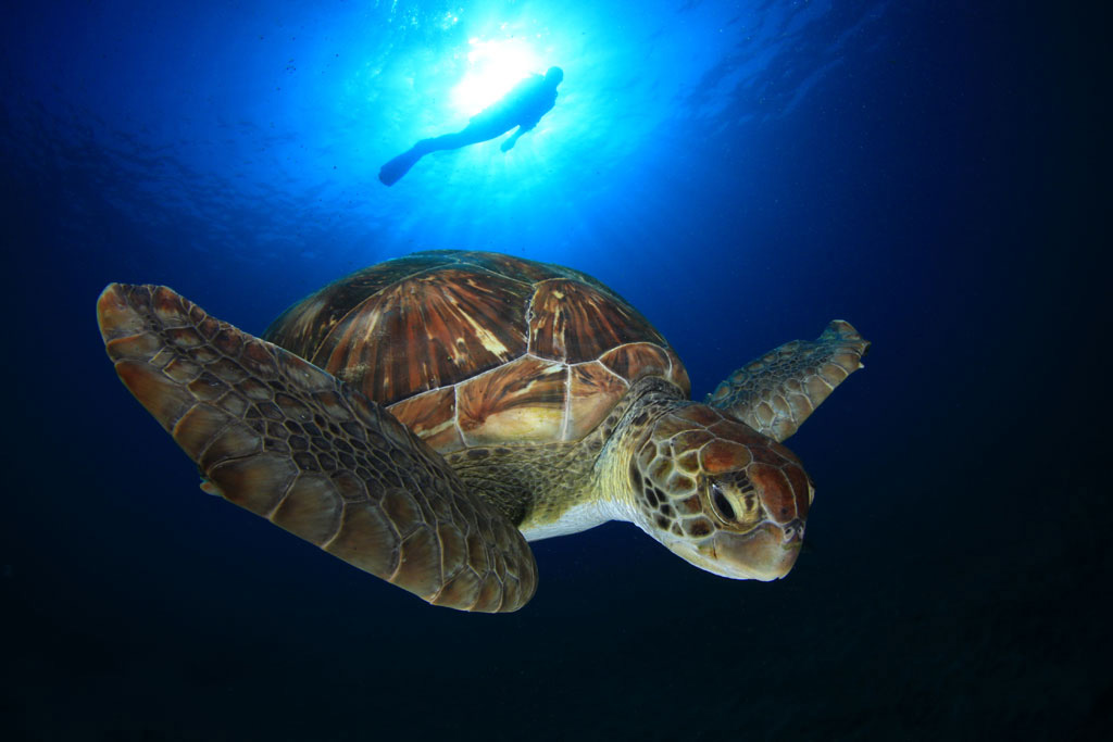 Tartaruga che nuota in mare vicino alla costa di Tenerife.