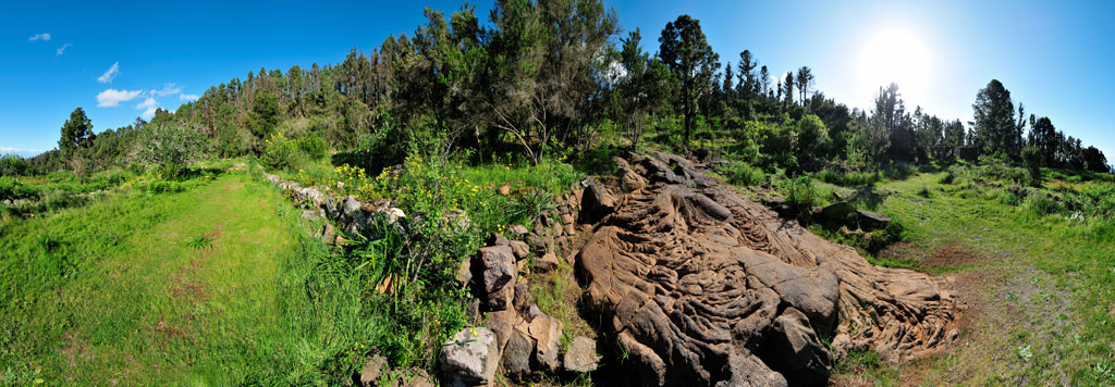 Sentiero verde e roccioso in una foresta di Tenerife sotto un cielo limpido.