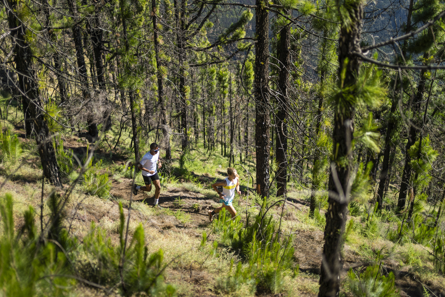 Corridori in una pineta a Tenerife.