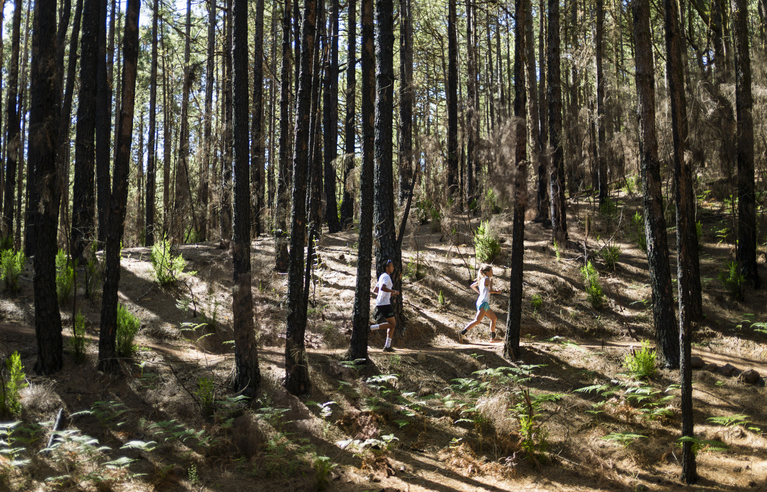 Due persone che corrono tra alti alberi in una foresta a Tenerife.