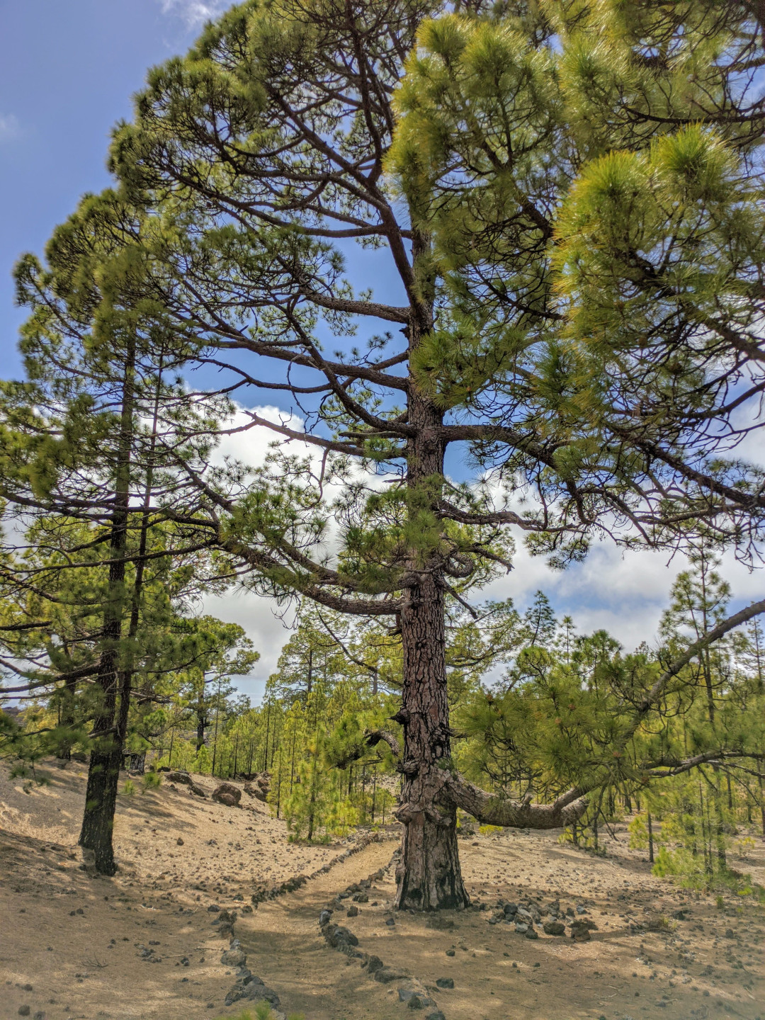 Pino canario su un sentiero nel Parco Nazionale del Teide, Tenerife.