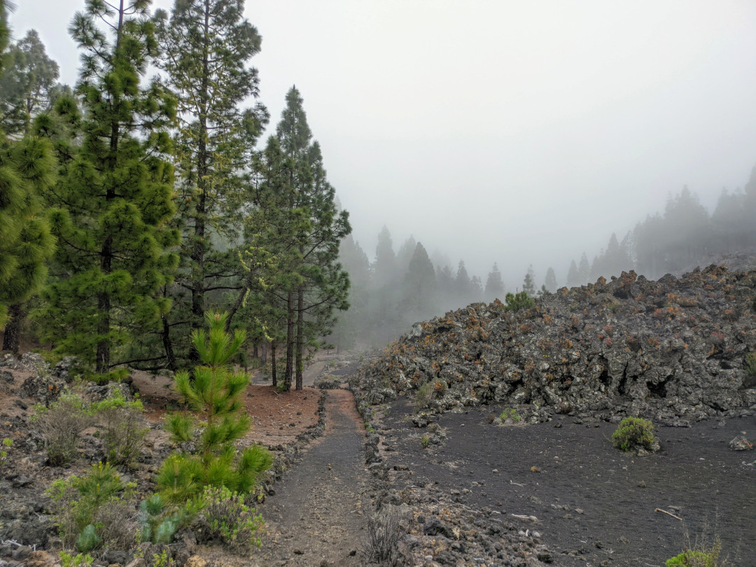 Sentiero tra pini nella foresta nuvolosa con terreno vulcanico a Tenerife.