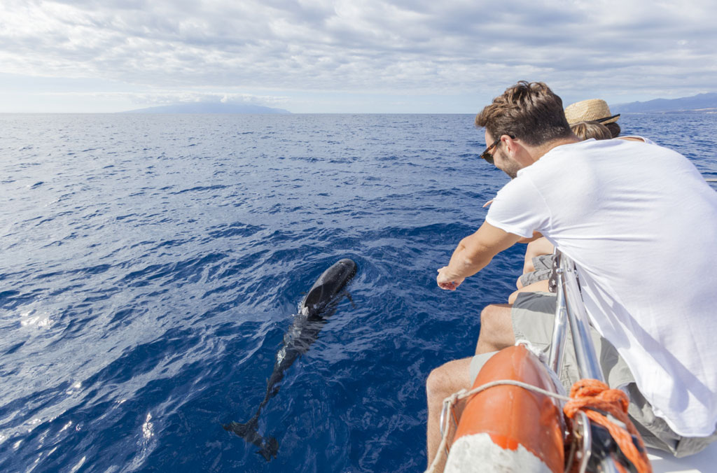 Persone che osservano un delfino da una barca in mare a Tenerife.