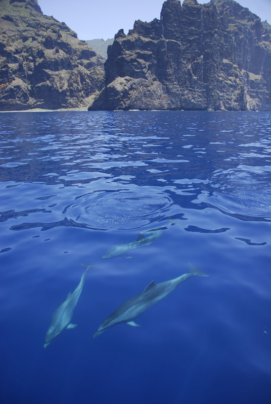 Delfini che nuotano vicino alle scogliere a Tenerife.