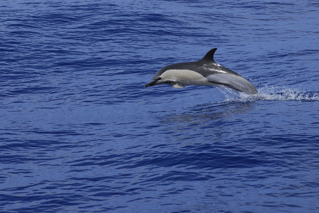 Delfino che salta sopra il mare a Tenerife.